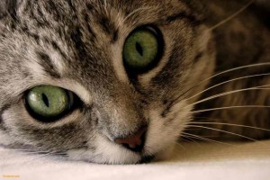 green-cat-eyes-1.jpg